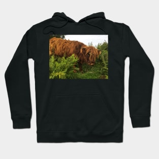 Scottish Highland Cattle Calf 2072 Hoodie